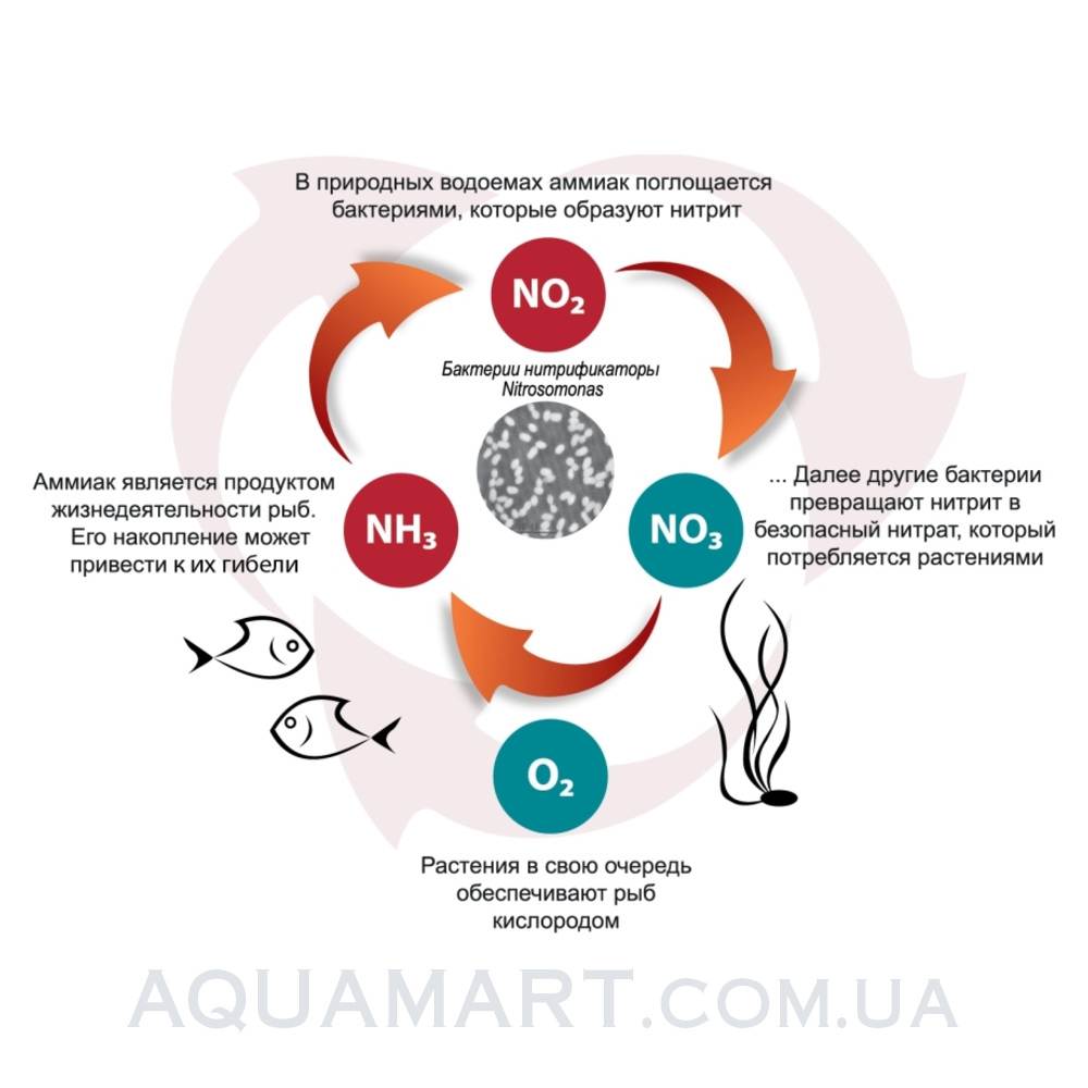 Аммиака нитритов нитратов. Схема азотного цикла в аквариуме. Нитратный цикл в аквариуме. Азотный цикл в аквариуме. Цикл нитратов в аквариуме.